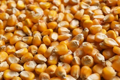 Photo of Delicious ripe corn seeds as background, closeup