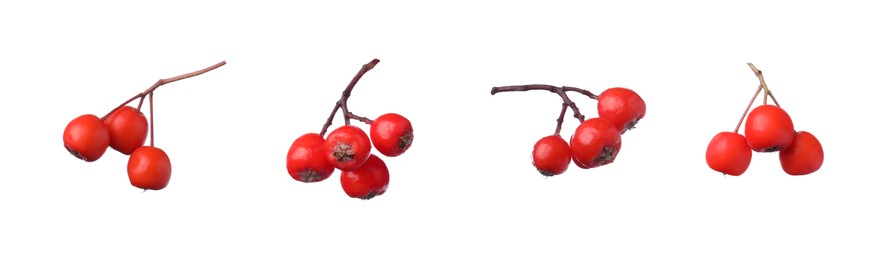 Image of Set with ripe rowan berries on white background. Banner design