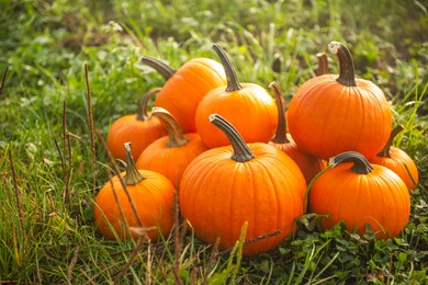 Many ripe orange pumpkins on green grass outdoors