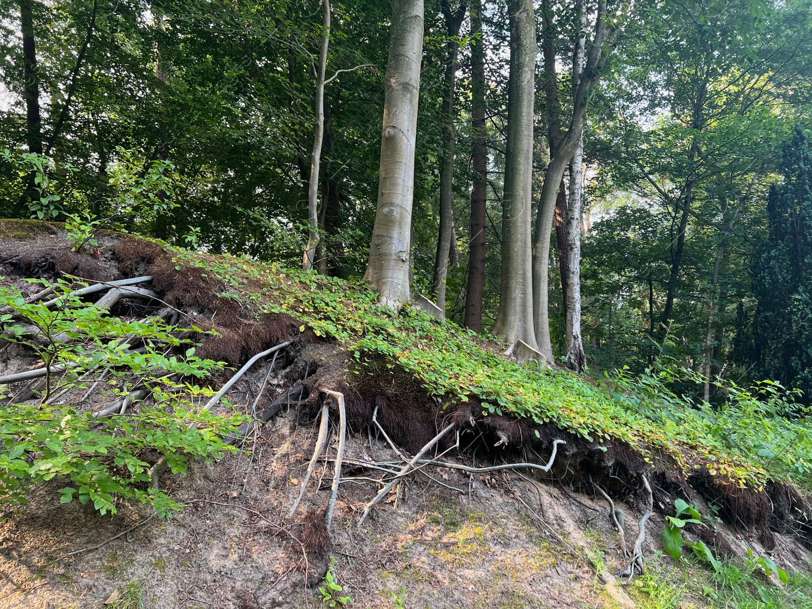 Photo of Trees and beautiful green plants in forest, low angle view