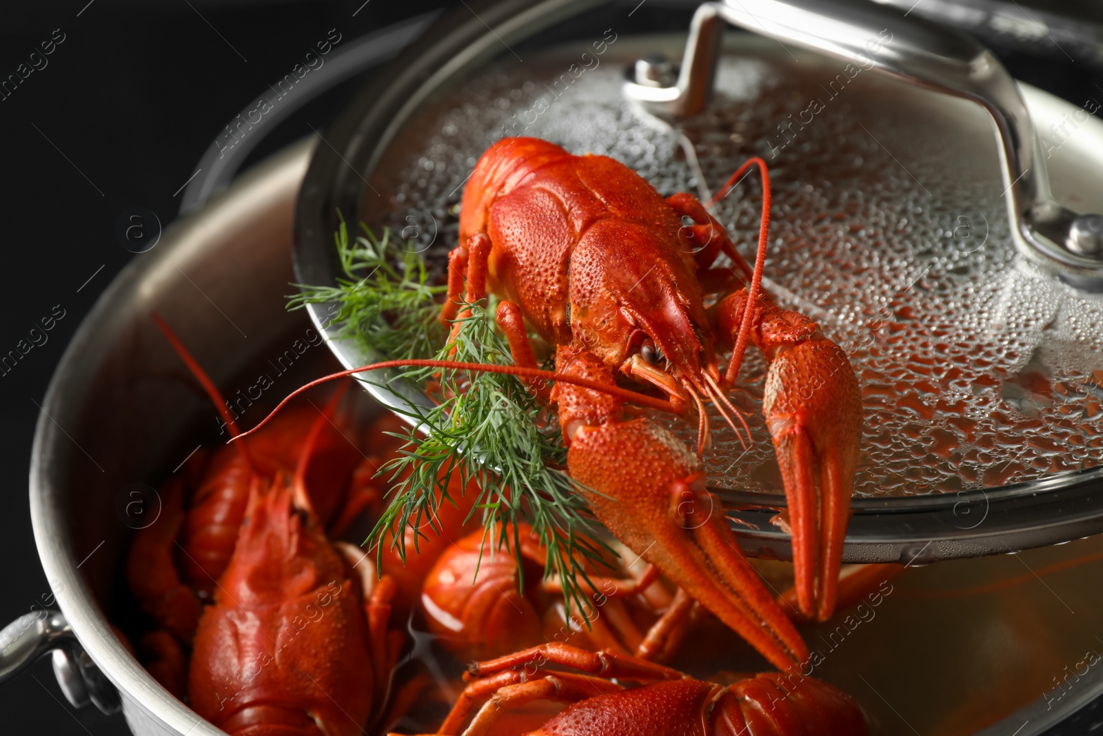 Photo of Fresh delicious crayfish over pot, closeup view