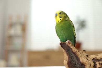 Pet parrot. Beautiful budgerigar siting on snag indoors, space for text