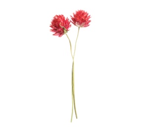 Photo of Beautiful red gomphrena flowers on white background