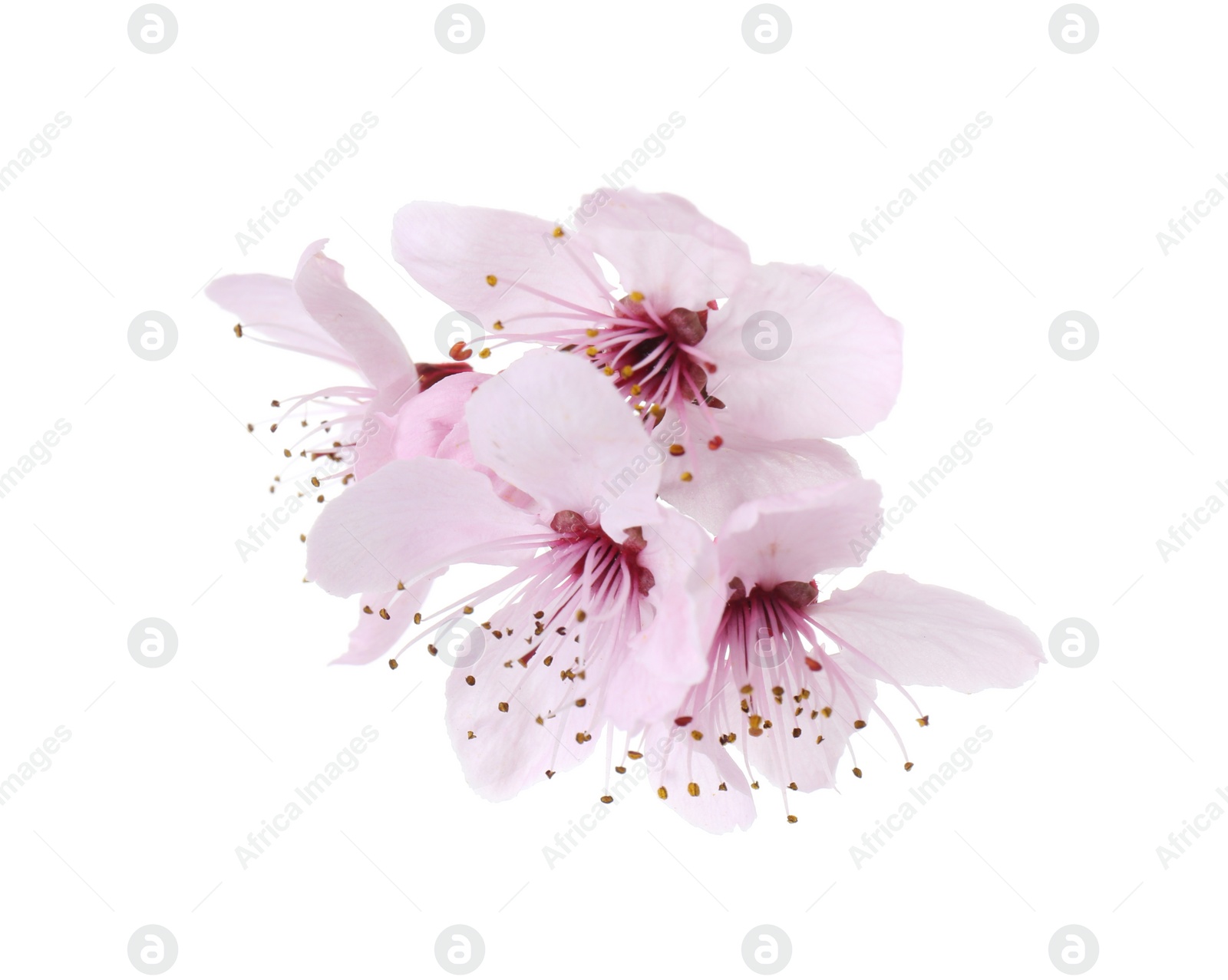 Photo of Beautiful spring tree blossoms isolated on white