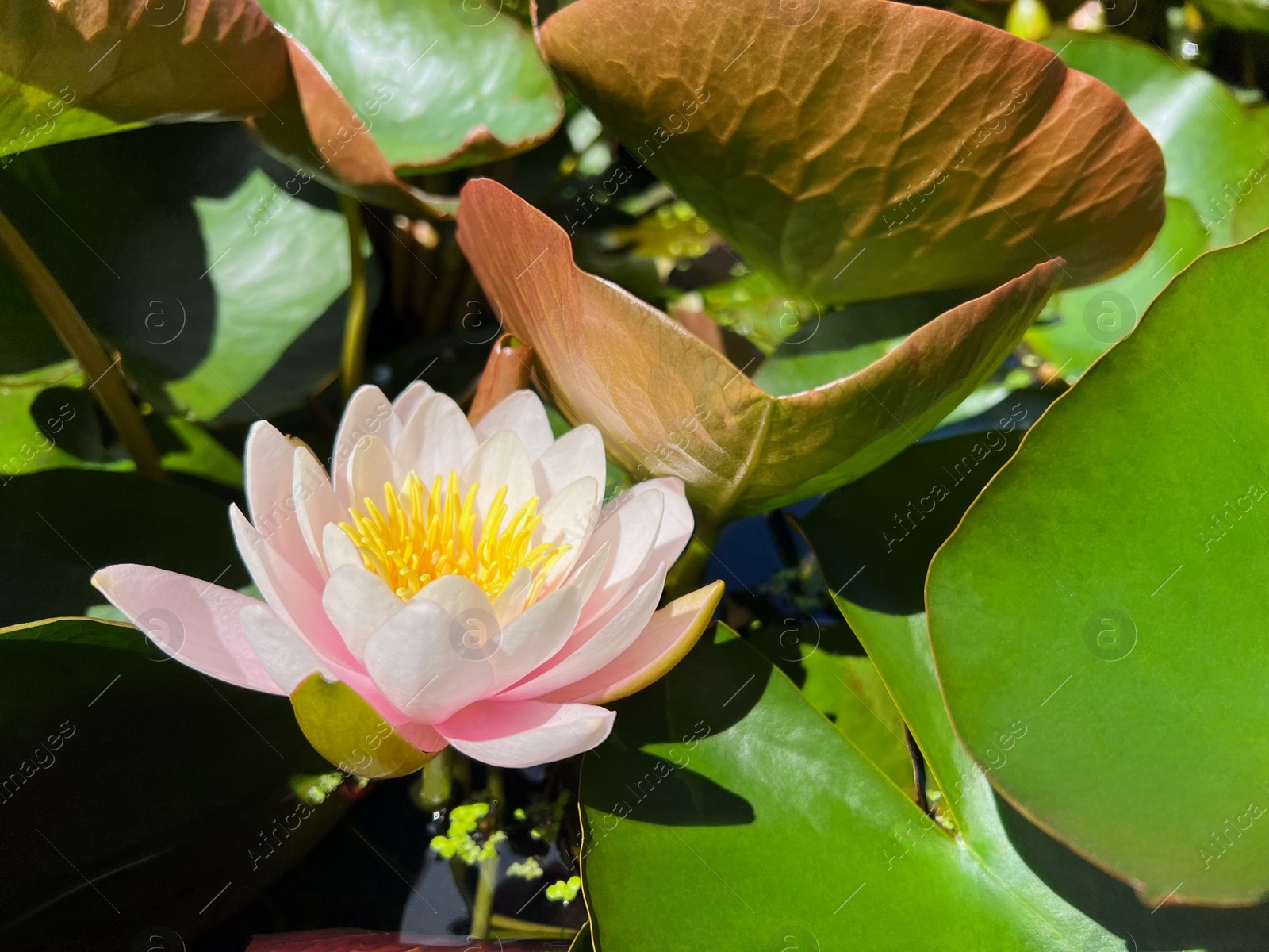 Photo of Gorgeous blooming water lily in pond on sunny day