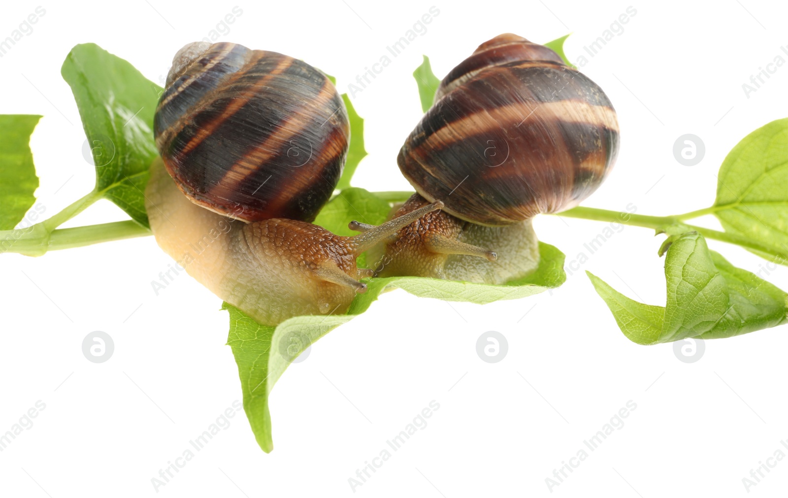 Photo of Common garden snails crawling on green leaves against white background