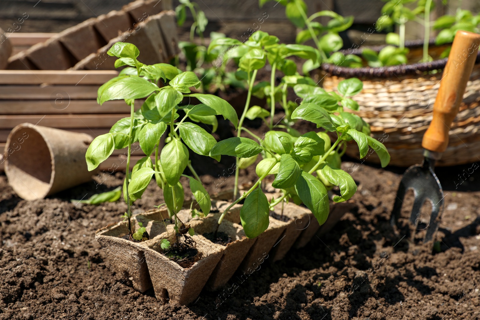 Photo of Beautiful seedlings in container prepared for transplanting on ground outdoors