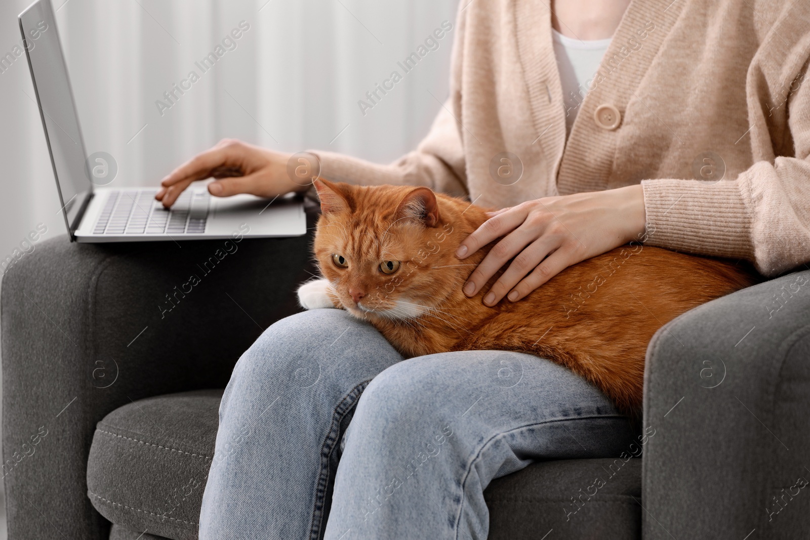 Photo of Woman with cat working in armchair at home, closeup