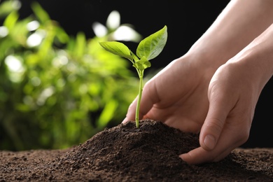 Photo of Woman planting young seedling into fertile soil, closeup with space for text. Gardening time