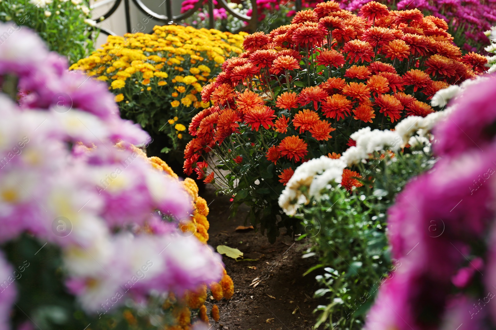 Photo of View of fresh beautiful colorful chrysanthemum flowers outdoors