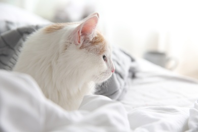 Photo of Cute fluffy cat covered with plaid on bed