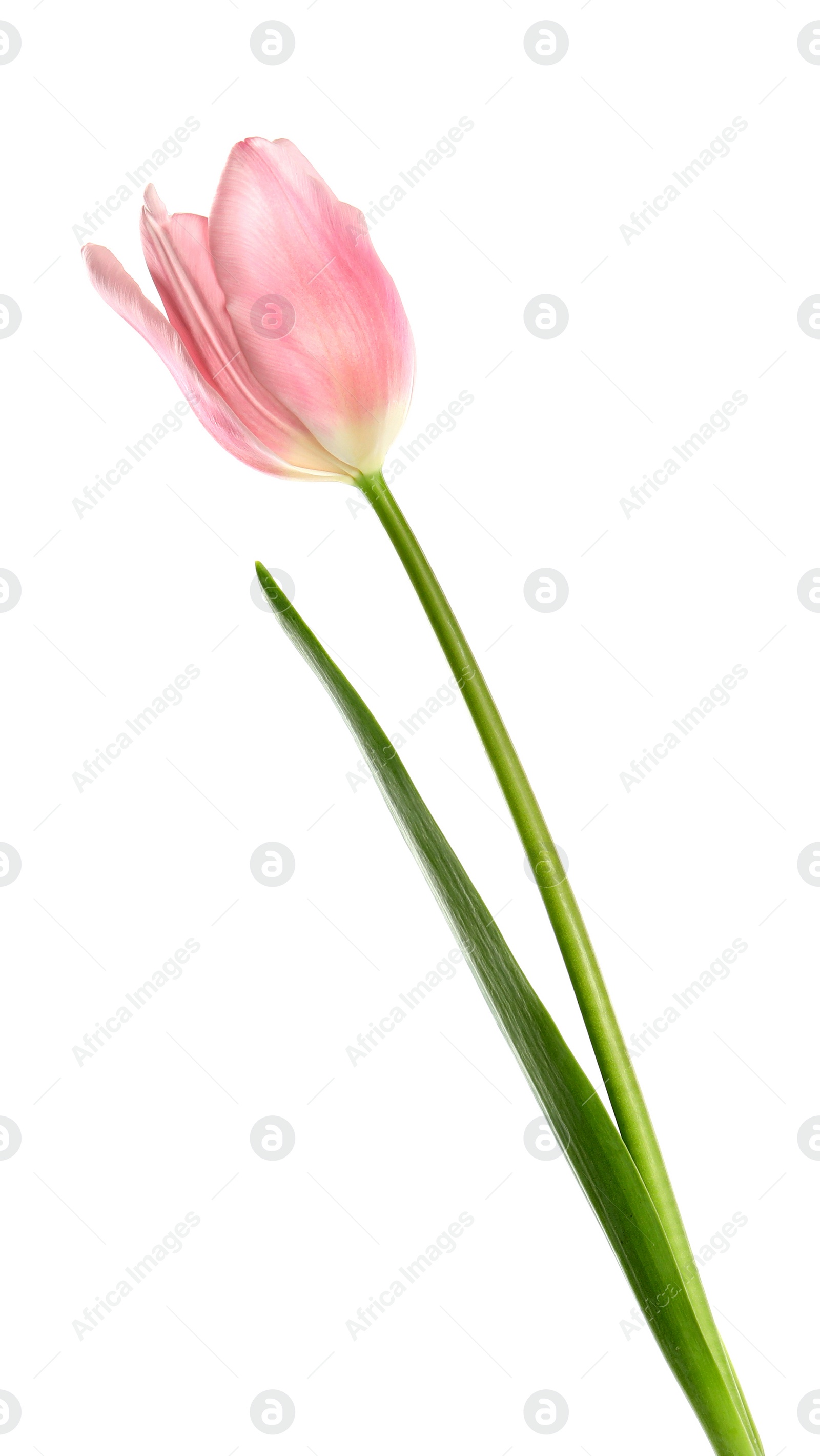 Photo of Beautiful pink spring tulip on white background