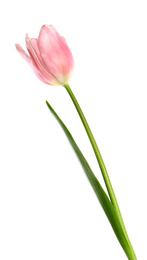 Photo of Beautiful pink spring tulip on white background