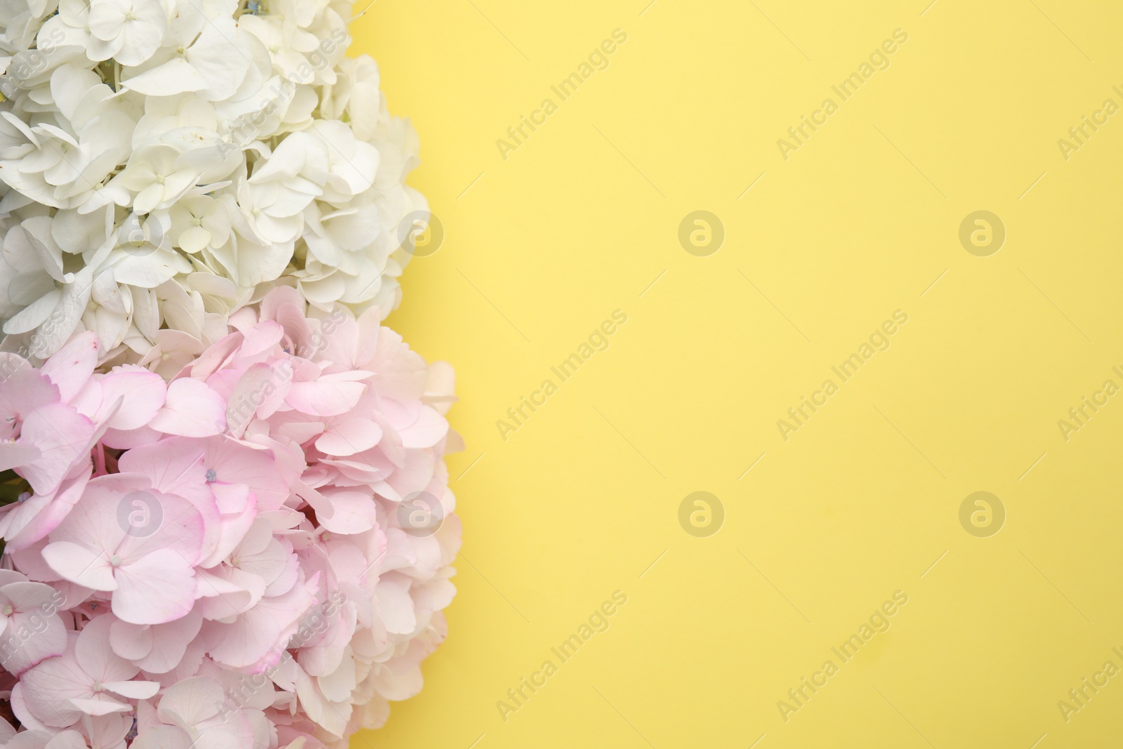 Photo of Beautiful pastel hydrangea flowers on yellow background, top view. Space for text