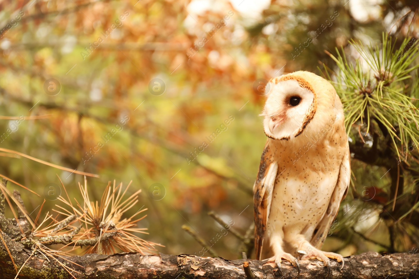 Photo of Beautiful common barn owl on tree outdoors