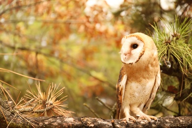 Photo of Beautiful common barn owl on tree outdoors