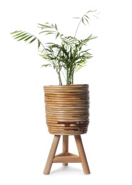 Photo of Beautiful chamaedorea plant in wooden pot on white background. House decor