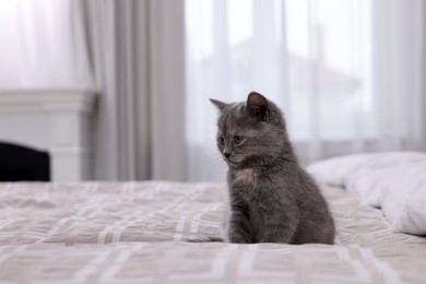 Photo of Cute fluffy kitten sitting on bed indoors. Space for text