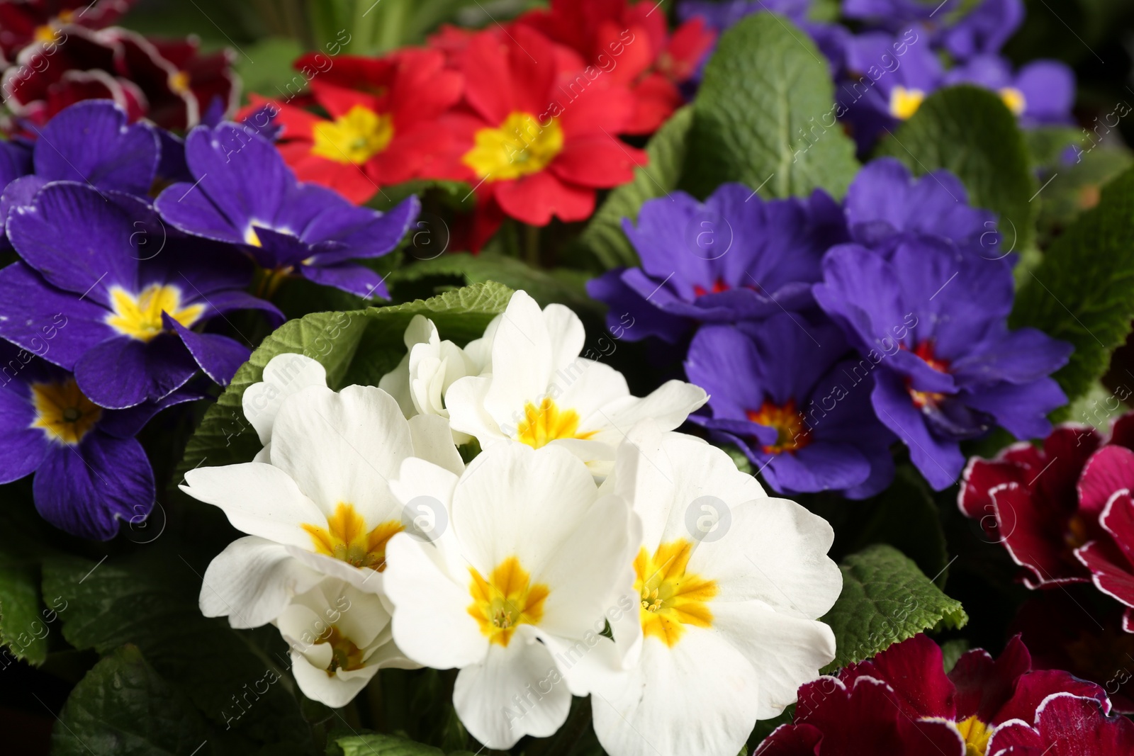 Photo of Beautiful primula (primrose) plants with colorful flowers as background, closeup. Spring blossom