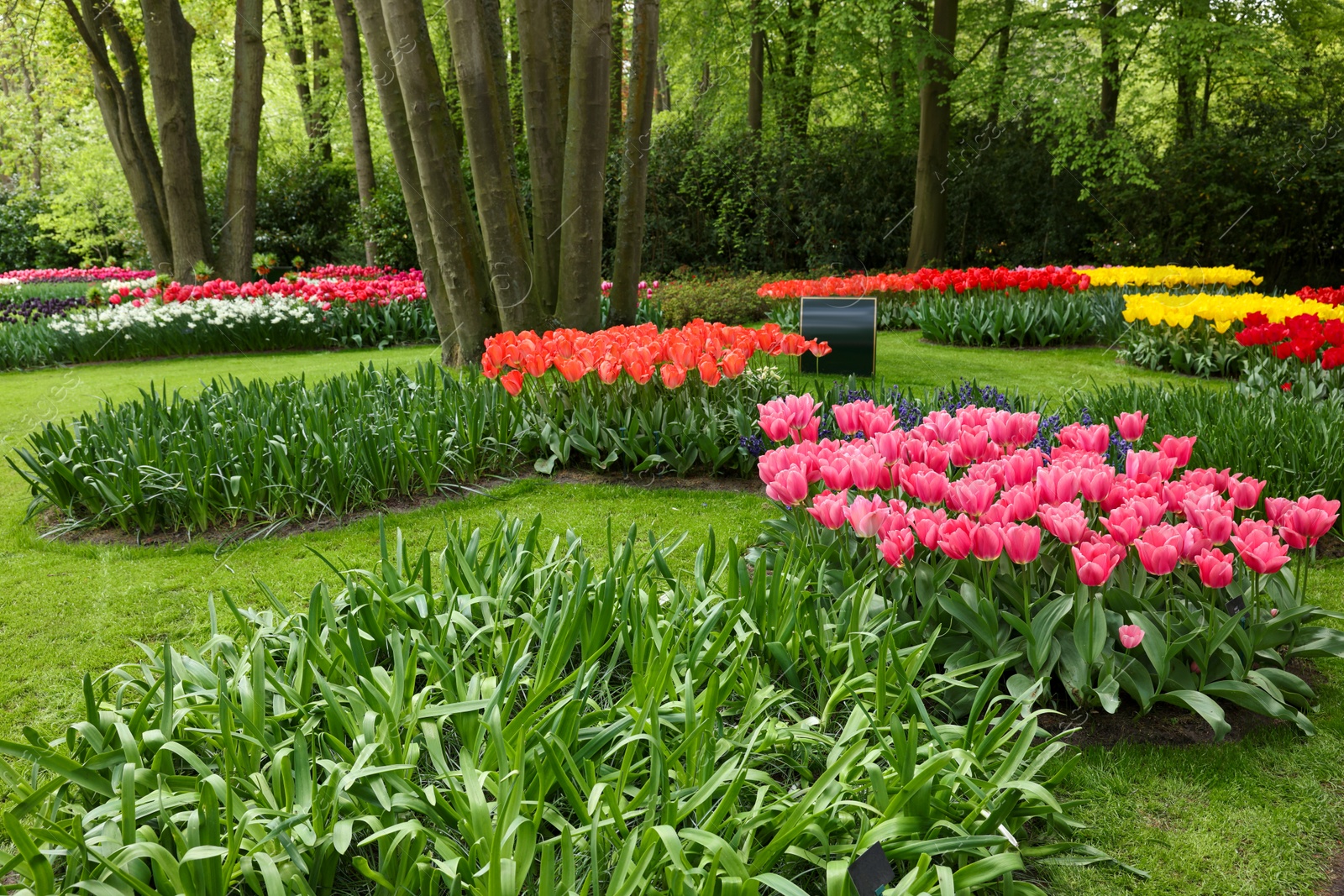 Photo of Park with variety of beautiful flowers. Spring season