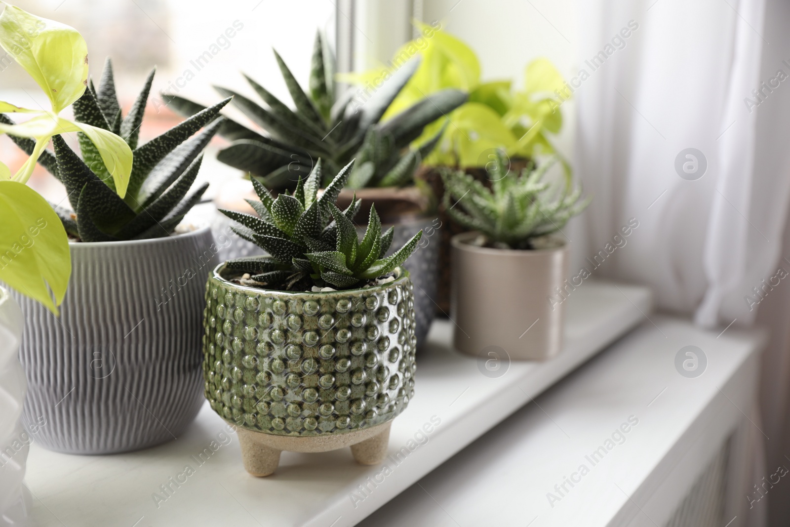 Photo of Beautiful potted houseplants on window sill indoors