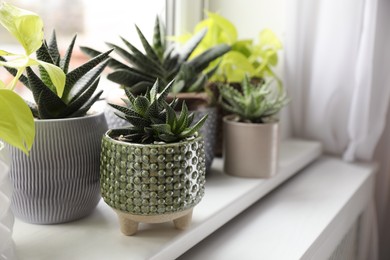 Beautiful potted houseplants on window sill indoors