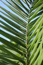 Photo of Beautiful green tropical leaf against blue sky, closeup