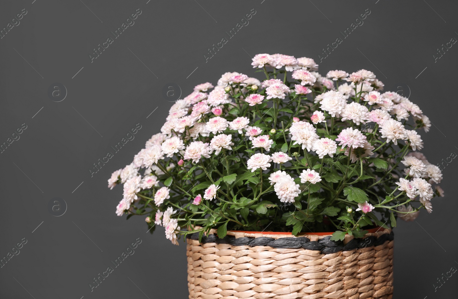 Photo of Basket with fresh chrysanthemum flowers on dark grey background