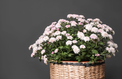 Photo of Basket with fresh chrysanthemum flowers on dark grey background