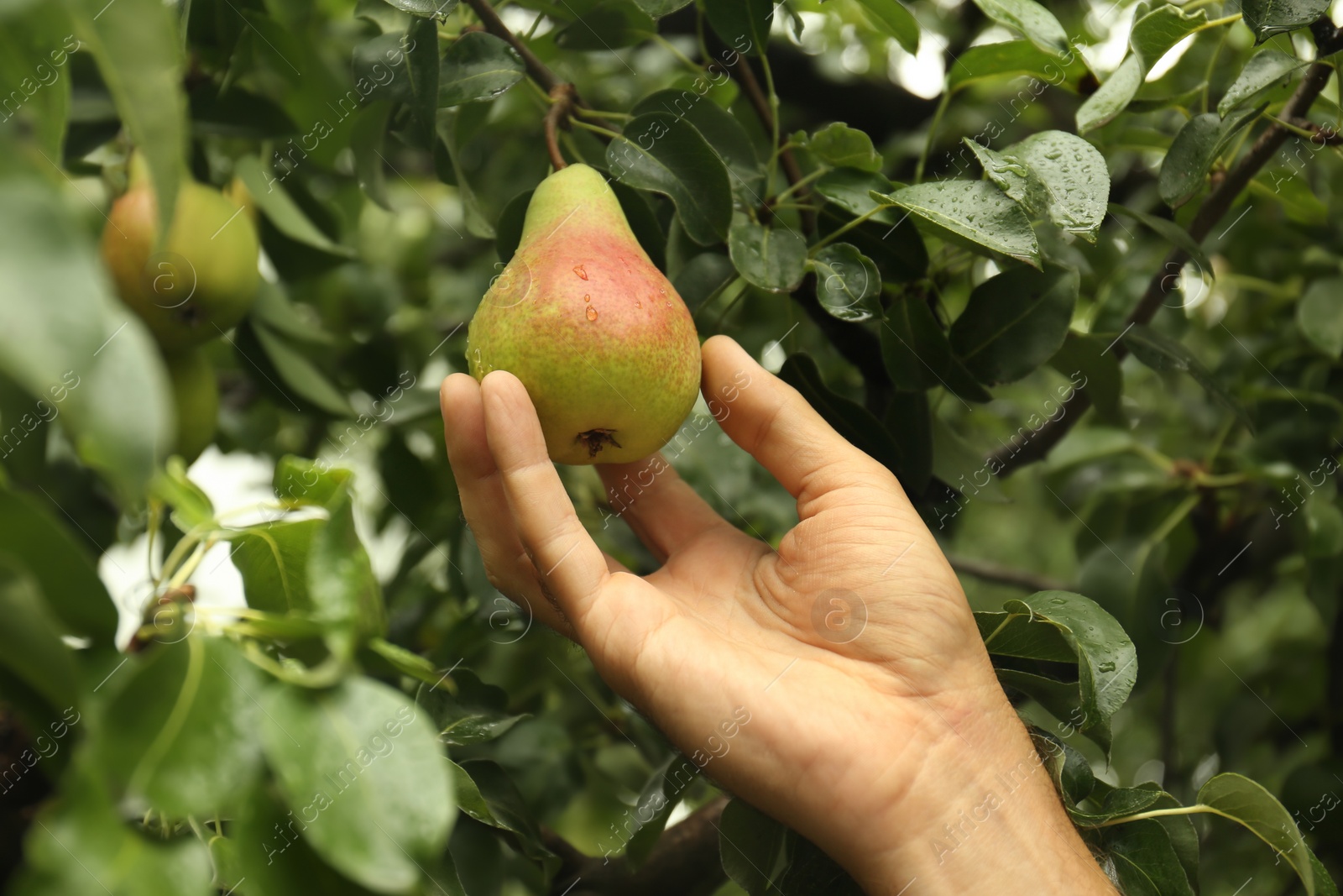 Photo of Woman picking pear from tree in orchard, closeup