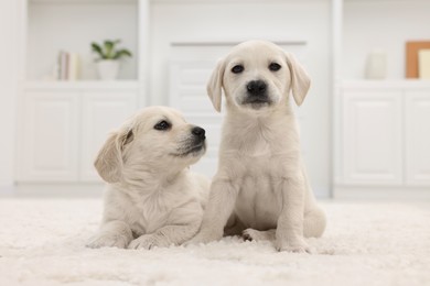 Photo of Cute little puppies on white carpet at home