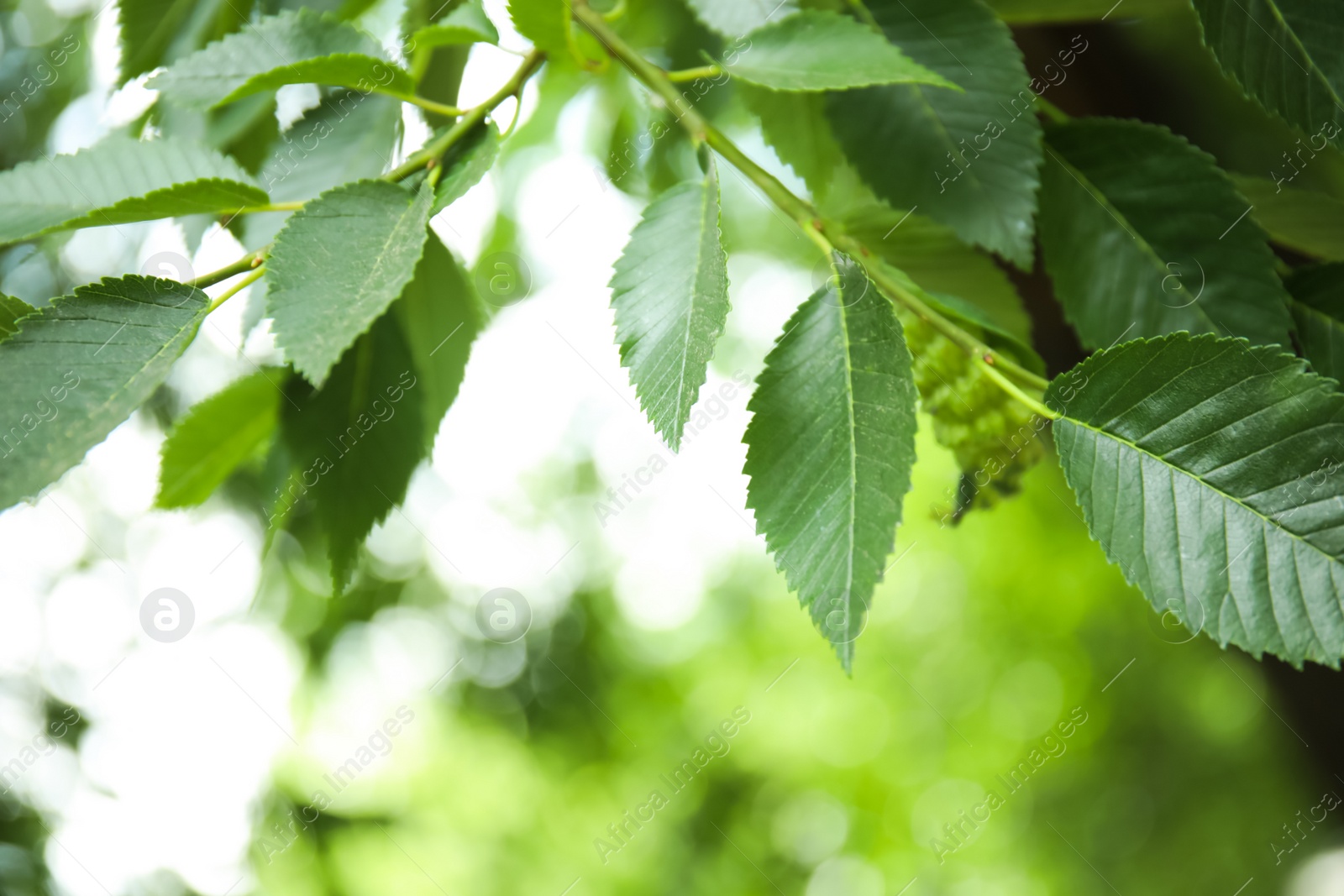 Photo of Closeup view of elm tree with fresh young green leaves outdoors on spring day