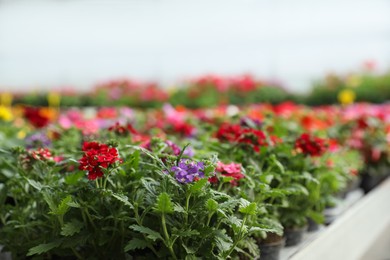 Many beautiful blooming plants in garden center