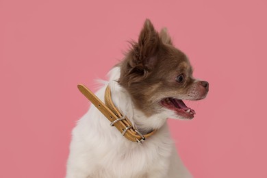 Photo of Adorable Chihuahua in dog collar on pink background