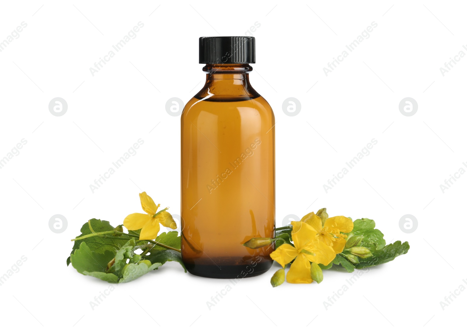 Photo of Bottle of celandine tincture and plant on white background