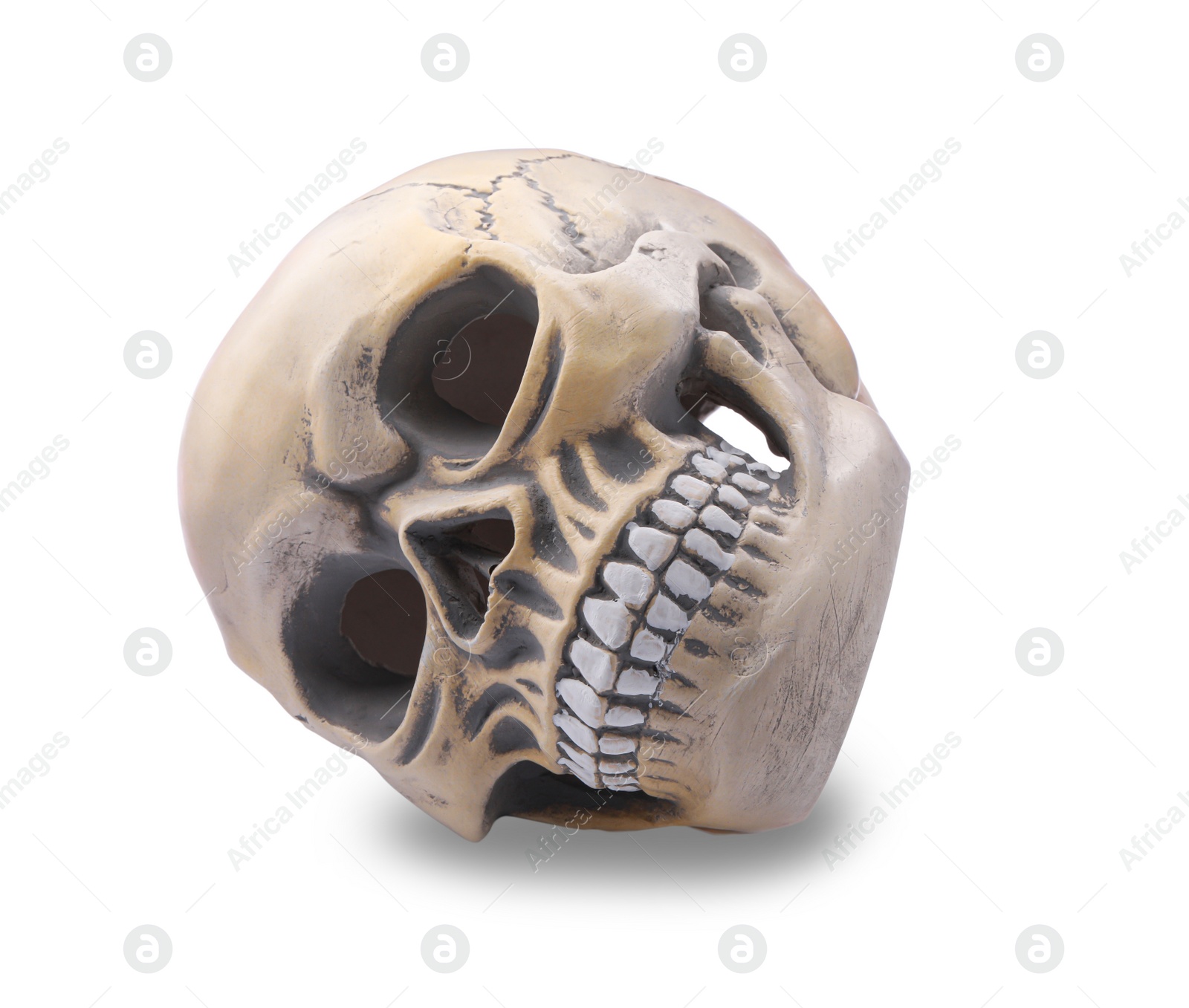 Photo of Human skull with teeth isolated on white