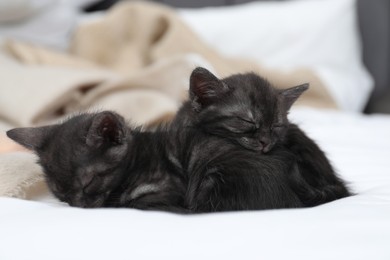 Photo of Cute fluffy kittens sleeping on bed indoors. Baby animals