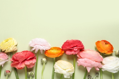 Beautiful ranunculus flowers on light background, flat lay. Space for text