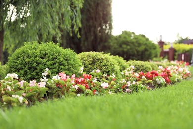 Picturesque landscape with beautiful green lawn on sunny day. Gardening idea