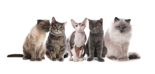 Image of Adorable cats on white background. Lovely pets