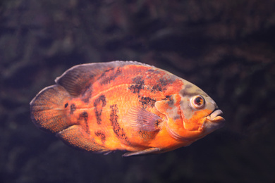 Photo of Bright oscar fish swimming in clear aquarium