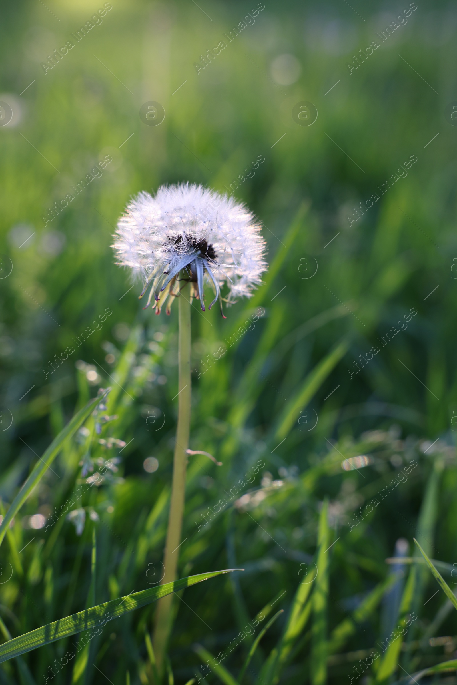 Photo of Beautiful dandelion in green grass outdoors, closeup