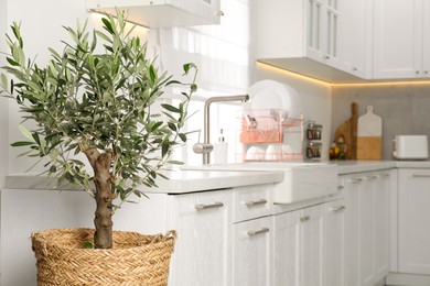 Beautiful potted olive tree in stylish kitchen