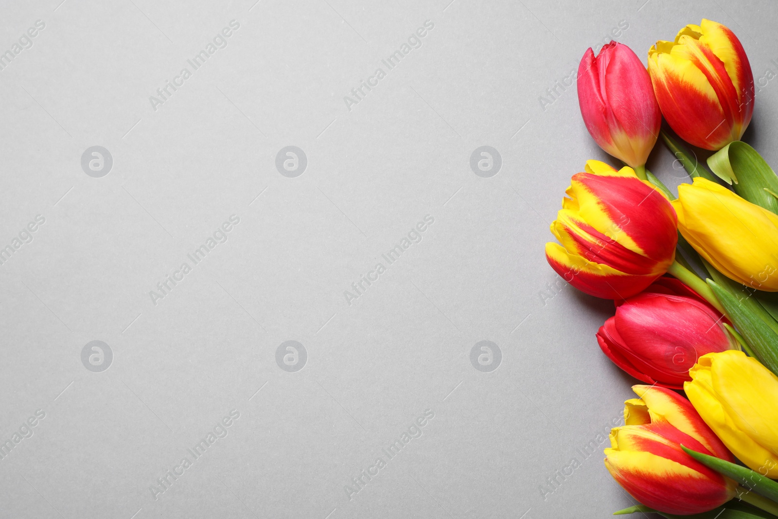 Photo of Beautiful spring tulips on light grey background, flat lay. Space for text