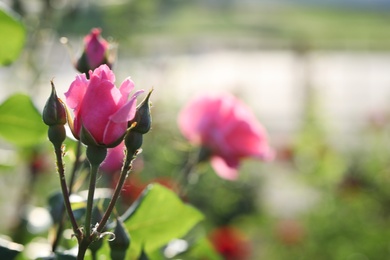 Beautiful blooming rose in garden on sunny day, space for text