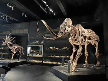 Life size skeleton of mammoth in museum