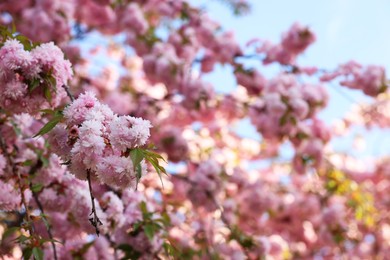 Photo of Beautiful blossoming sakura tree with pink flowers outdoors, space for text. Spring season