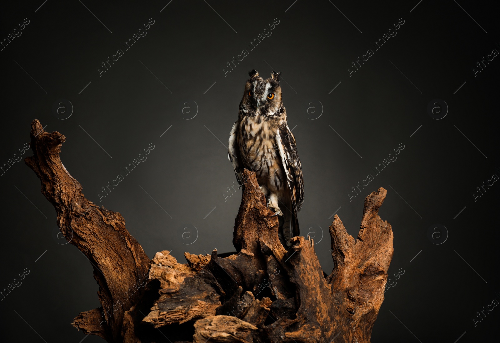 Photo of Beautiful eagle owl on tree against grey background. Predatory bird