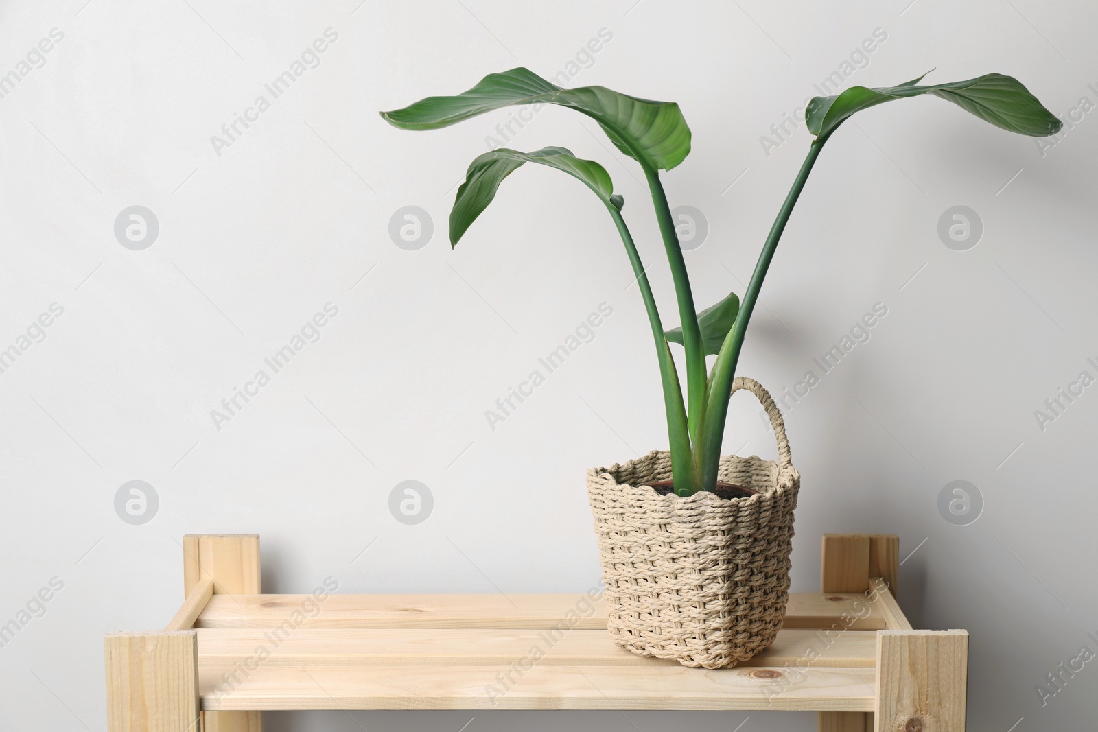 Photo of Beautiful houseplant in pot on wooden rack near beige wall