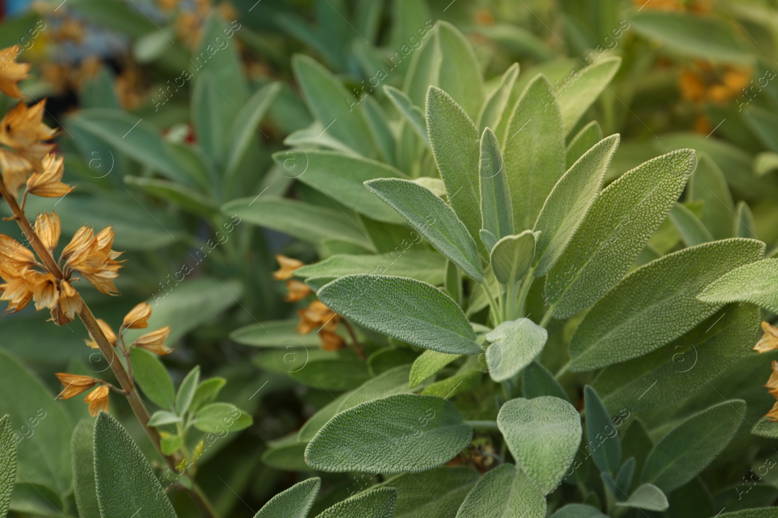 Photo of Beautiful sage with green leaves growing outdoors, closeup